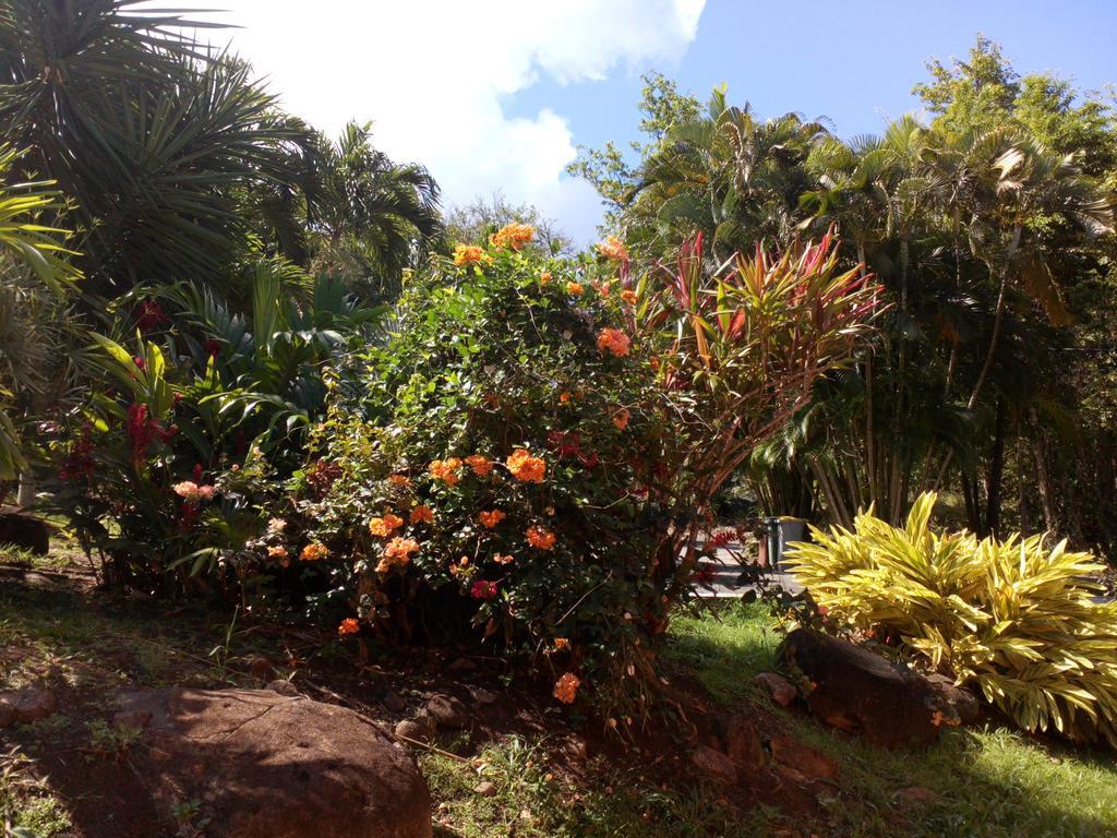 Oasis De Grande Anse Villa Deshaies Ngoại thất bức ảnh