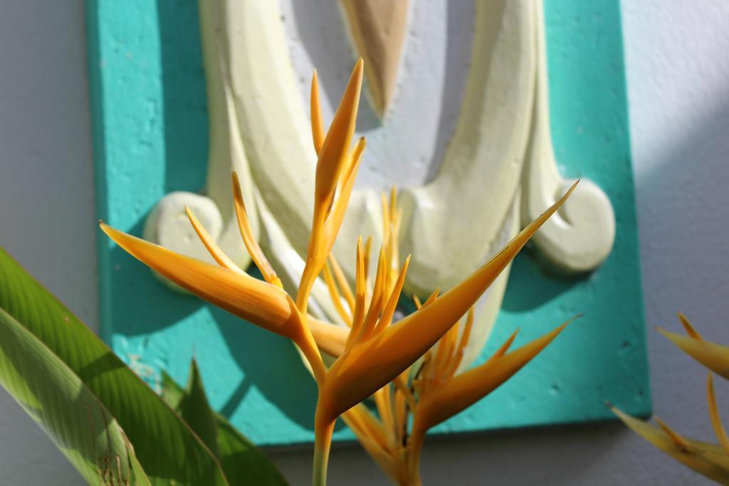 Oasis De Grande Anse Villa Deshaies Ngoại thất bức ảnh