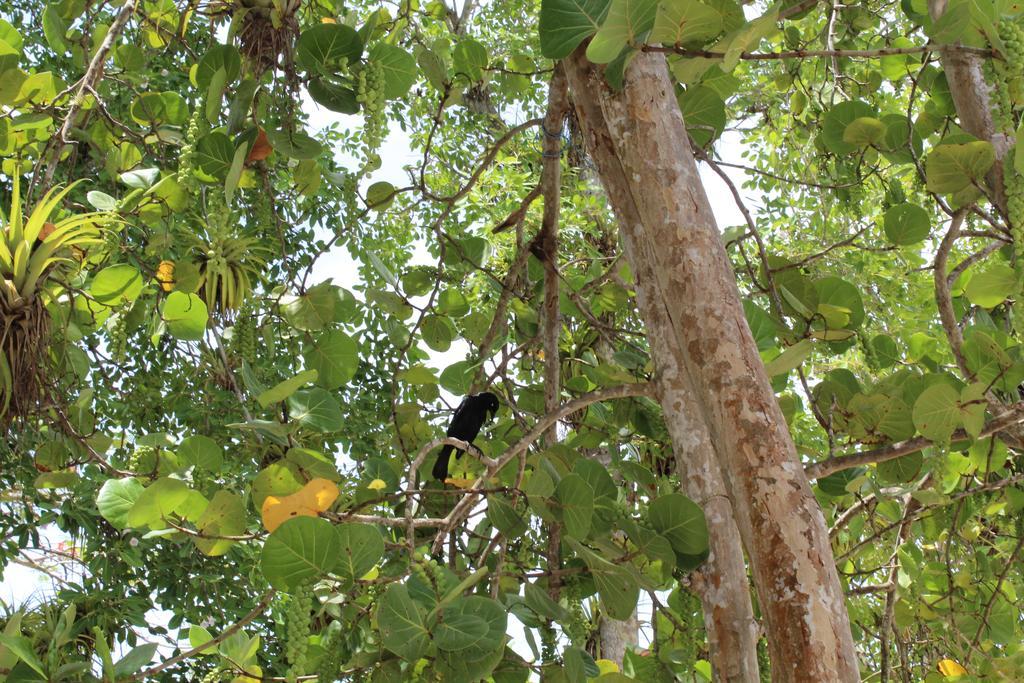 Oasis De Grande Anse Villa Deshaies Ngoại thất bức ảnh